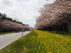 空港の日産レンタカーで車をお借りする。
レンタカーのスタッフの方から男鹿半島の所に菜の花と桜が見られる道があるとお聞きして、早速リサーチ。
その場所は大潟村の”桜・菜の花ロード”とそのまんま。

グーグル先生の誘導で無事到着。