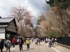 むむむっ。
武家屋敷通りの桜は１－２分咲きってとこかな？