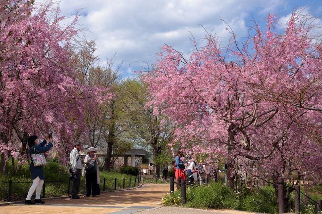 桜追いかけて 愛知の観光名所 東山動植物園と博物館 明治村 名古屋 愛知県 の旅行記 ブログ By はな さん フォートラベル