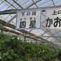 白野江植物園といちご狩り食べ放題と展望レストランで食すとらふぐ刺しとふぐ釜飯膳ｉｎ山口日帰り