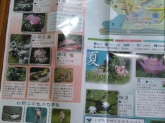 　白野江植物園マップ
春・夏の花
