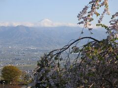 桜と富士山。