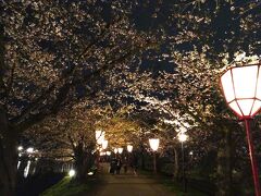 西濠に沿った「桜のトンネル」を歩いてみたけど，まだ五分咲きほどでした