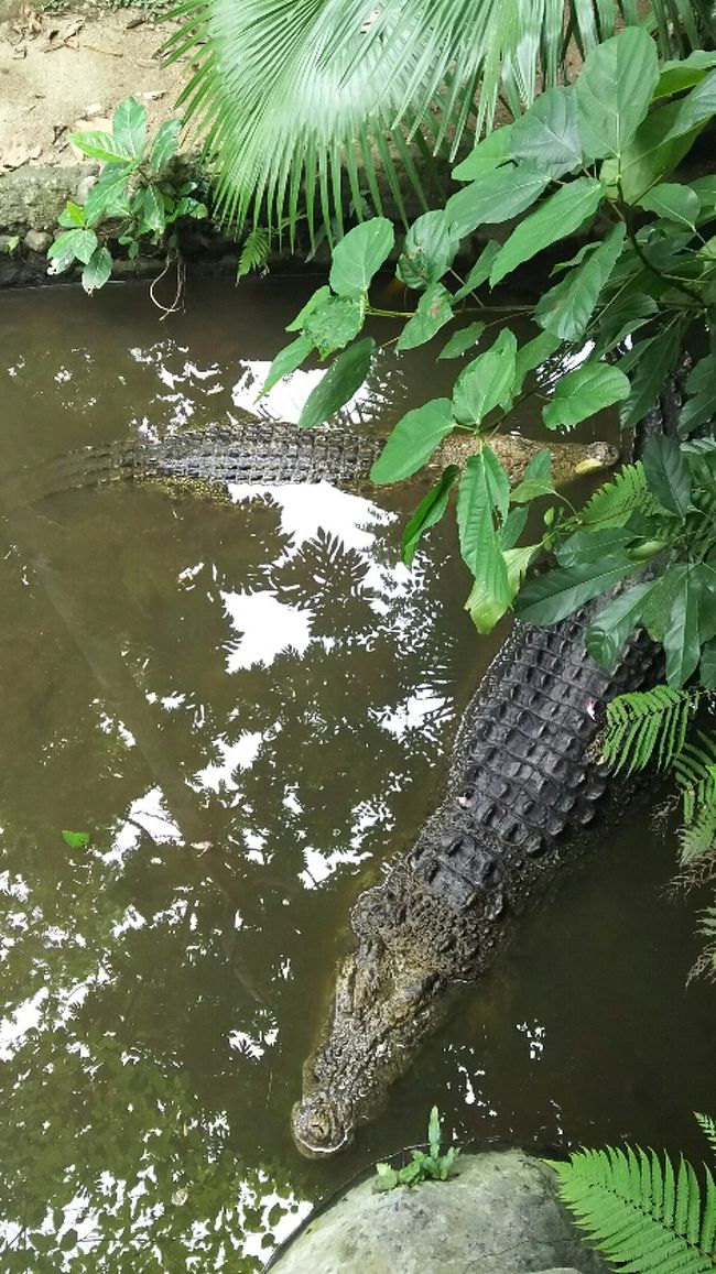 大きなワニに驚いたり