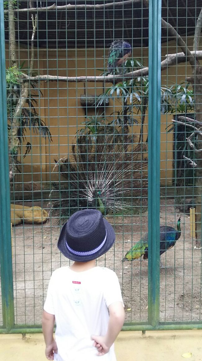 羽を広げた孔雀に歓声をあげたり