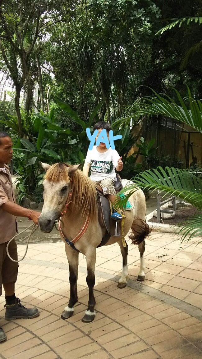 これも子供なら鉄板。<br /><br />特に看板もなかったのですが、ポニーとおじさんが<br />ボーっとしてたのを見つけ、乗れる？と聞いてみました。<br /><br />すぐそばのショップで支払いをしてチケットをもらうシステムです。