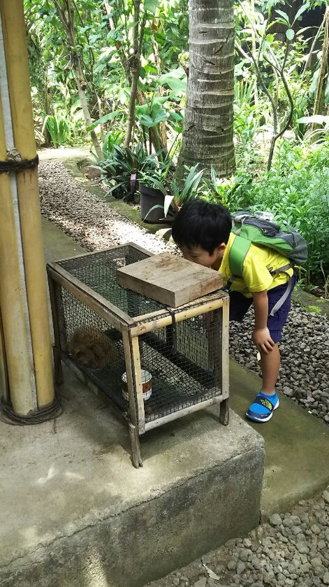 ジャコウ猫の赤ちゃん。お休み中。