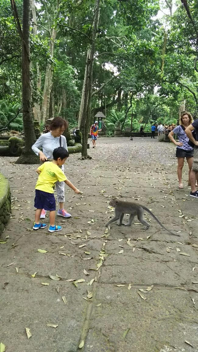コーヒー農園を後にして向かったのはモンキーフォーレスト。<br /><br />初バリですから、初心者コースとしてここは外せません。<br />バナナを買って、バッグに入れ、少し離れた場所に行ってから<br />あげました。<br /><br />そうそう、落ち着いて上手にあげられてる息子。<br /><br />対して腰がひけてるバアバ、かなり笑えました。<br /><br />動物好きな息子のために、再度バナナを買ったら<br />お店のおばちゃんが私に<br /><br />頭に猿をのせてあげるからそこに立って<br />私にバナナをあずけなさい<br /><br />そういうのは屈強そうなオージーに言ってください...<br /><br />と思いつつも、面白そうなので言われるままに。<br />おばさんが猿を呼ぶと来るわ来るわ。<br />肩に乗り、頭に乗り、耳元でもぐもぐ言う声が<br />聞こえます。<br /><br />息子は爆笑、傍を行くオージーはカメラをぱしゃぱしゃ。<br /><br />髪がバナナでかぴかぴになりましたけど、<br />喜んでいただけたなら良かったです。<br /><br /><br />それにしてもモンキーフォーレストは<br />お猿さんなしでも散歩したいくらい気持ち良かったです。<br /><br />残念ながら恐怖にひきつるバアバのために早々に退散。<br />いつかゆっくり散歩したいな。