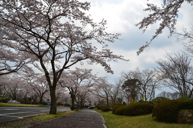富士桜自然墓地公園 17 04 22 富士宮 静岡県 の旅行記 ブログ By てんとう虫さん フォートラベル