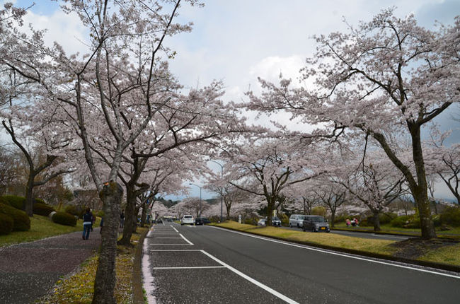 富士桜自然墓地公園 17 04 22 富士宮 静岡県 の旅行記 ブログ By てんとう虫さん フォートラベル
