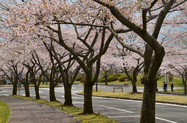 富士桜自然墓地公園 17 04 22 富士宮 静岡県 の旅行記 ブログ By てんとう虫さん フォートラベル