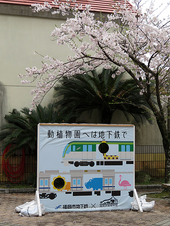 雨上がりの福岡市動植物園 北九州の旅3日目 福岡県の旅行記 ブログ By のほりんさん フォートラベル 雨上がりの福岡市動植物園 北九州の旅3日目 福岡県の旅行記 ブログ By のほりんさん フォートラベル