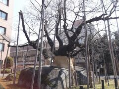 裁判所前の石割桜、もちろん咲いていません。