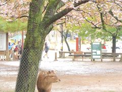 2日目、奈良の朝。
せっかく早朝から奈良公園に行こうと公園近くの旅館に泊まったのに、朝はザーザー降りの雨…。。。がっかり。
でも10時頃にはなんとか止んでくれてさっそく奈良公園へ♪
公園に近づくとすでに鹿だらけ！こんなにいるのね～。
さっそく桜の木の側にいる鹿を発見。