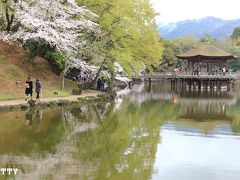 奈良公園は初めてだけど、桜と鹿の画が撮れそうな場所は一応事前にリサーチ済み。
まずは鷺池に浮かぶ浮見堂へ。