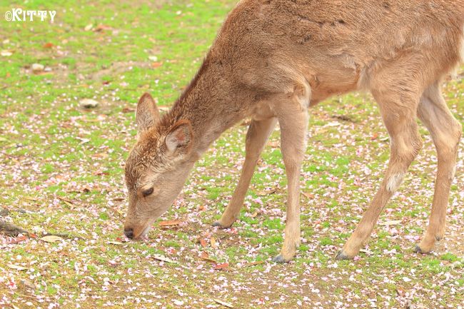 春の福井 奈良 かわいい動物巡りの旅 3 奈良公園の鹿たち 奈良市 奈良県 の旅行記 ブログ By Kittyさん フォートラベル