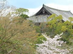 桜の奥に見えるのは東大寺南大門（と思う…）。