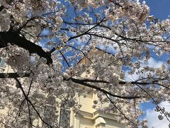 弘前公園の近くにはこんなに素敵な教会が♪
桜も満開ダー！！