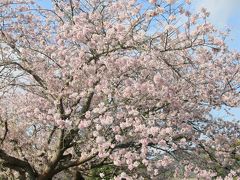 吉香公園には牡丹園や菖蒲園がありますが、この時期は桜が見事！