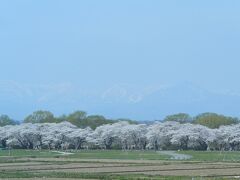 バスの車窓から眺める北上展勝地の桜並木

北上駅から桜並木のある展勝地までは、歩いても15分ほどですが、
ガイドさんの話では、「先週末は2時間近く掛かり、途中から歩いてもらった。」とのこと。
「今日はどうかな？」