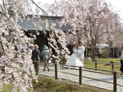 武家屋敷通り　角館樺細工伝承館の枝垂れ桜

結婚の記念撮影をするカップルも見られました。