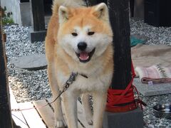 角館さとくガーデンの横にいた看板犬「武家丸」

秋田犬のオス、平成２６年７月生まれだそうです。

