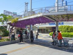 そしてやって来たのは阪神電車野田駅前。地下鉄の野田阪神駅と直結している。
駅前の広場にもノダフジの藤棚。
今日のような日差しの強い日は藤棚が日陰になっていい感じ。
