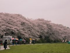 北上展勝地

北上川の堤に咲く桜。
雨も小降りになり、傘差さなくても散策出来る空模様の中での桜鑑賞。

数多くの観光大型バスの列が駐車場には並んでいました。