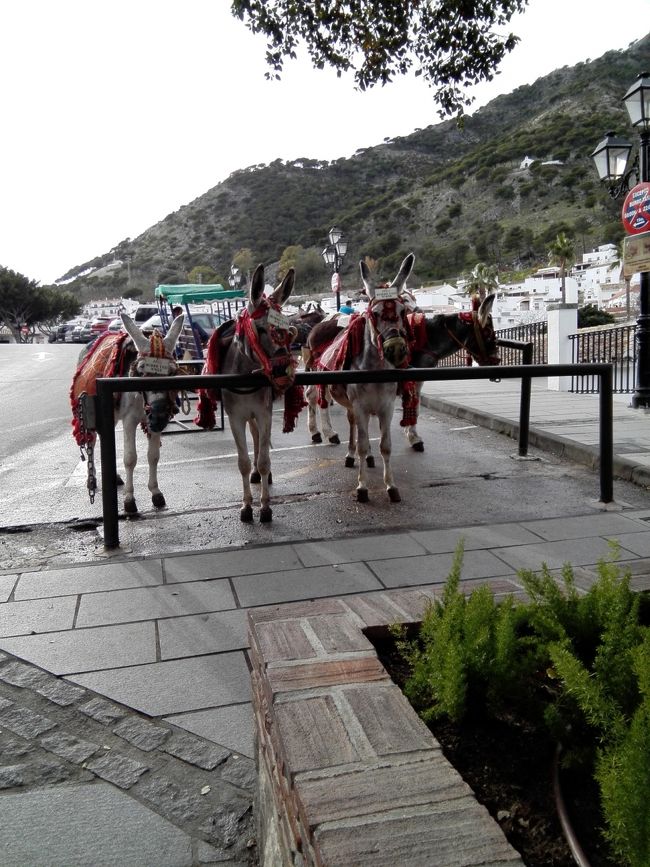 ミハス、再び。