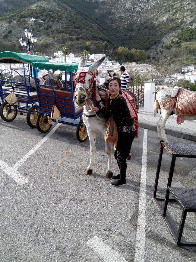 ミハス、再び。<br />今回の一番の目的と言っても過言じゃない。<br />３年前に乗った、ポピット君との再会!<br />現在８才に。<br />元気で長生きしてほしい。<br />