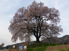 少し寄り道をしてわに塚の桜を鑑賞。樹齢は300年だそうです。

早朝にも拘わらず、すでに数名のカメラマンが撮影中。