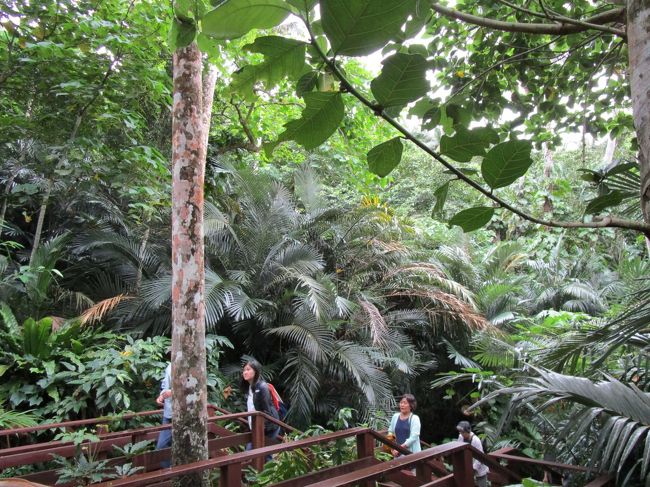 米原熱帯原生林