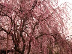 角館

雨に濡れた枝垂れ桜。
晴れた日に鑑賞出来なくて残念。