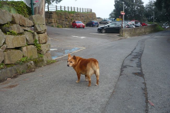 入口のワンコ。<br />何回行ったことあるの？<br />でも、この太さならゼロかも。