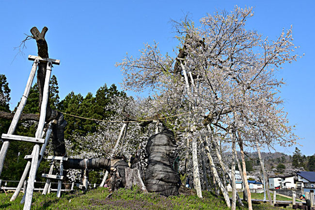 山形で桜巡り 白鷹の釜ノ越桜 薬師桜と伊佐沢の久保桜 長井 山形県 の旅行記 ブログ By Yama555さん フォートラベル