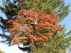 　蔵王温泉街の木々も紅く色づいて来ました。