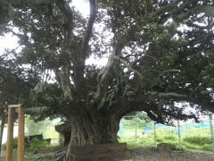 阿嘉島の集落を散策しました。阿嘉幼・小・中学校近くにあった大きな木は村指定文化財「ウルンの木」