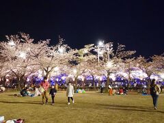 約4,000本の桜が咲き誇ると「高田城百万人観桜会」が開催されます