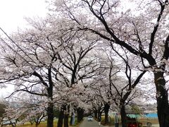 眞原の桜並木です。（さねはらと読みます。）無料の駐車場に車を停め歩いて散策。満開です。

そして並木道の横に出ると、