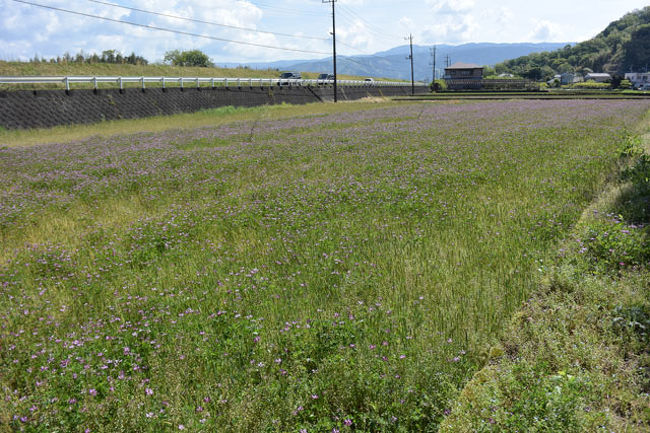近くのレンゲ畑です。