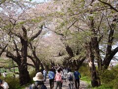 桜並木（満開を過ぎていますが、桜吹雪が綺麗でした。）