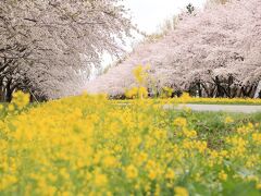 4月29日　秋田　桜と菜の花ロード