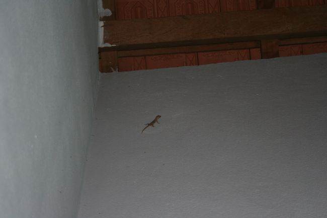 夕食後、部屋に戻る時、<br />夕食後のガイドさんとドライバーさんが近代的なコテージのベランダでビールですっかり出来上がっていたのが見えたｗ<br />夫と子供はそちらにジョイント。<br />私がいると気を遣うかなーーと思って遠慮した。<br /><br />そらを仰ぐと満天の星空。<br /><br />明日も天気が良さそうだ。