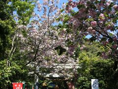 八雲神社　参道の八重桜

まだ八重桜がいっぱい咲いていました。