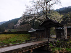 そして、いよいよ遺跡の中心、朝倉館跡へ。
堀に囲まれた館跡の入口には橋が架かり、優美な唐門が建っていた。
写真などでよく紹介されている場所だが、残念ながら桜は盛りを過ぎていた。