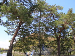 彦根城の周りは桜並木になっているところがほとんどですが、彦根観光センターから佐和口橋まで中堀沿いに松が植えられています。
当初は４７本あったことから「いろは松」と言われる様なったそうです。