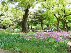 横浜公園　チューリップも終わり新緑が眩いです。