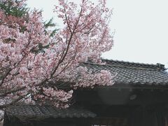 高遠城址の桜は日当たりのいいとこだけちょっと咲いてる感じ～
雨です～