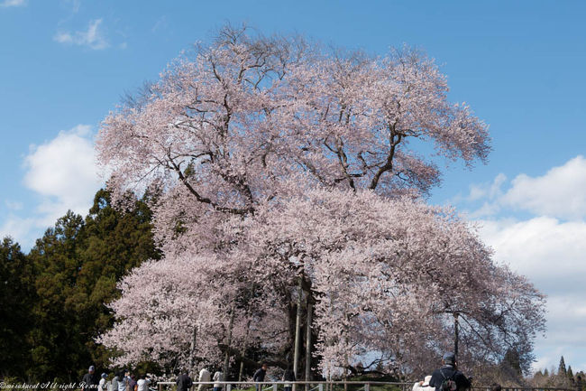 2017.4.13<br />戸津辺の桜－矢祭町。<br />樹齢６００年。<br />樹高17.5ｍ、胸高周囲6.5ｍ。<br />県内で一番最初に咲くと言われている桜です。