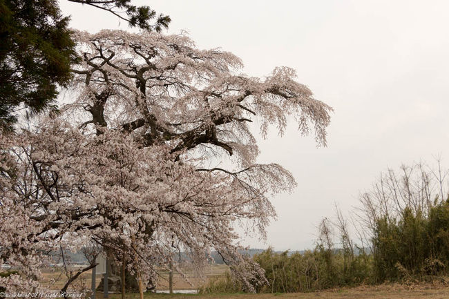 2017.4.17<br />古館のサクラ-須賀川市。<br />旧長沼地区になります。<br />長沼地区の桜めぐりの看板があり、とても分かりやすいです。